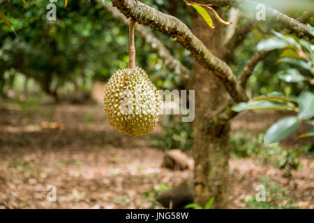 Fresh durian sur arbre en Thaïlande fruit farm Banque D'Images