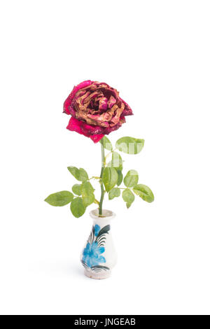 Roses fanées dans un vase isolé sur fond blanc Banque D'Images