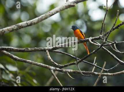 Beau mâle d'oiseaux (Pericrocotus Minivet rouge écarlate speciosus) perché sur une branche Banque D'Images