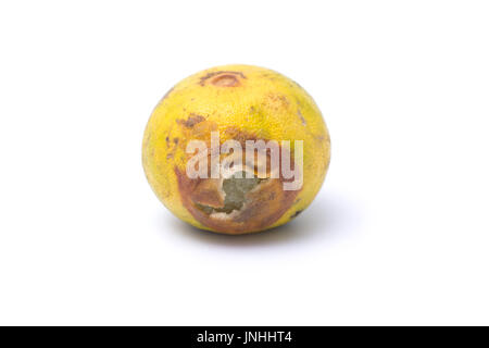 Citron pourri isolé sur fond blanc Banque D'Images