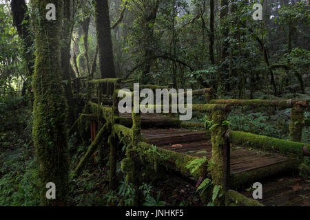 Ang Ka Luang Nature Trail est un sentier de la nature de l'éducation à l'intérieur d'une forêt tropicale sur le sommet du parc national de Doi Inthanon dans Chiang Mai, Thaïlande Banque D'Images