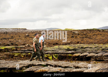 Worker carrying metal sac avec les huîtres sur Oyster Farm, Kilcolgan, co.Galway, 20 juillet 2016 Banque D'Images