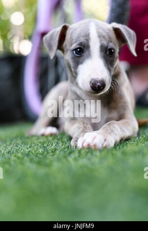 Arbre d'Whippet‎ chiot sur l'herbe Banque D'Images