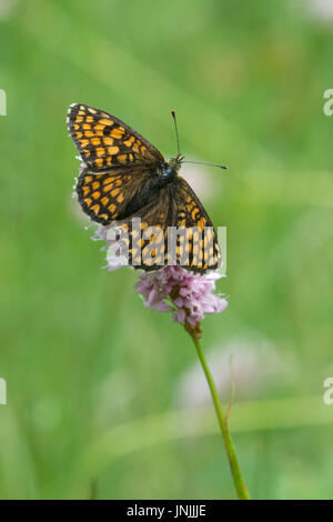 Heath fritillary (Melitaea athalia papillon) perché sur une fleur sauvage Banque D'Images