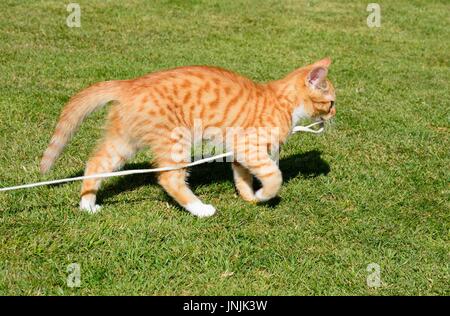 Douze semaines ginger kitten playing avec une chaîne dans le jardin, UK. Banque D'Images