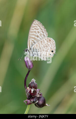 Lang's short-tailed blue butterfly (Leptotes pirithous) recueillir le nectar des fleurs sauvages dans une prairie, dans les Alpes Françaises Banque D'Images
