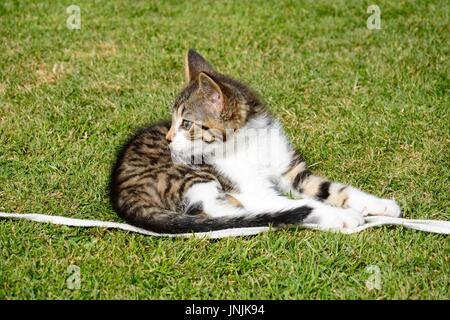 9 semaine old grey tabby kitten playing avec un cordon dans le jardin, UK. Banque D'Images