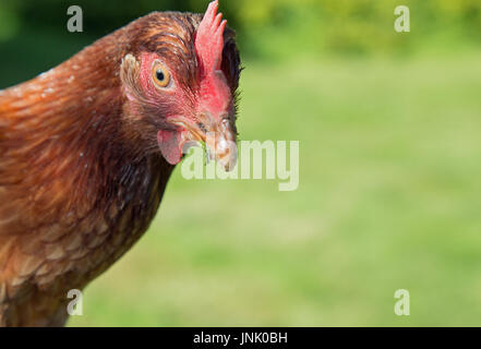 Des poulets dans le jardin Banque D'Images