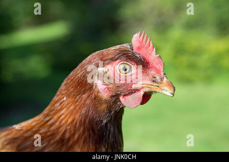 Des poulets dans le jardin Banque D'Images
