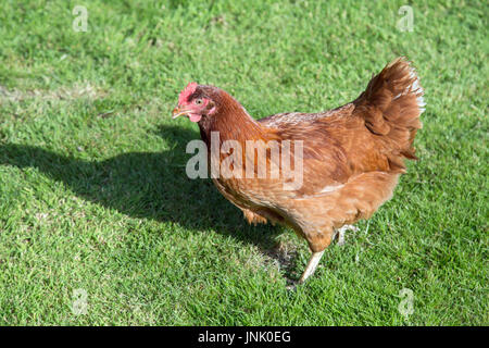 Des poulets dans le jardin Banque D'Images