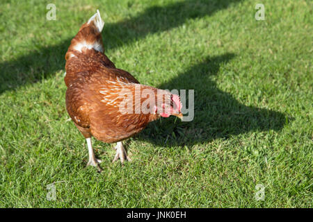 Des poulets dans le jardin Banque D'Images