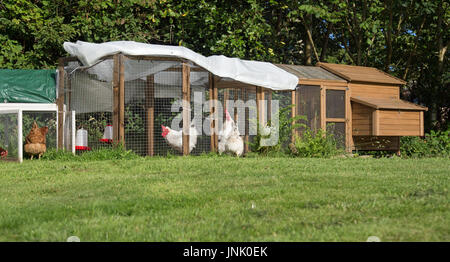 Des poulets dans le jardin Banque D'Images
