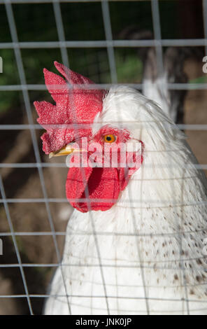 Des poulets dans le jardin Banque D'Images