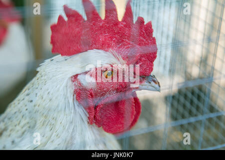 Des poulets dans le jardin Banque D'Images
