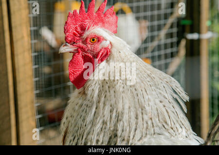 Des poulets dans le jardin Banque D'Images