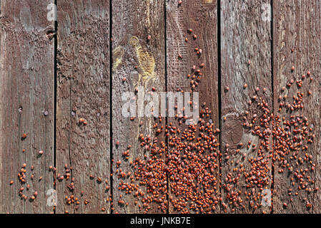Un millier de red bugs (populairement appelé le bug du soldat) sont sous le soleil de l'été sur la clôture en bois. Vue panoramique collage à partir de plusieurs gros plan extérieur Banque D'Images