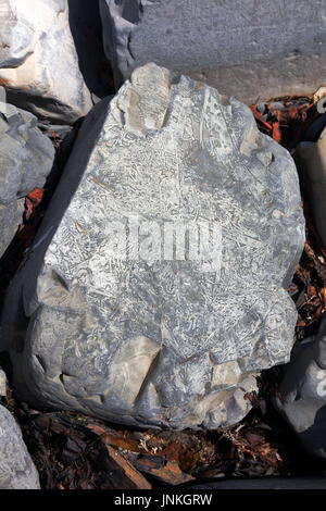 Bloc calcaire érodé bien avec pistes fossilisées exposées sur plage près de Kimmeridge, Dorset UK Banque D'Images