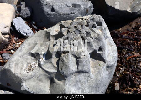 Bien bloc calcaire érodé avec une structure et des nodules inclus pistes fossilisées exposées sur plage près de Kimmeridge, Dorset UK Banque D'Images