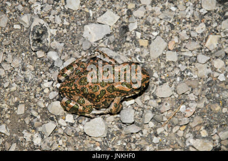 European Crapaud vert (Bufo viridis). Photographié en Israël en juin Banque D'Images