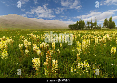 Fleurs sauvages au printemps en Turquie. Banque D'Images