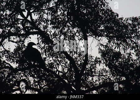 Aigle couronné Stephanoaetus coronatus, Kasanka, Parc National, Zambie Banque D'Images