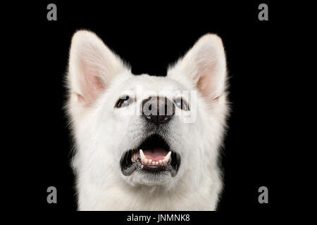 Chien de Berger suisse isolées sur fond noir Banque D'Images