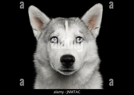 Chiot Husky isolé sur fond noir Banque D'Images