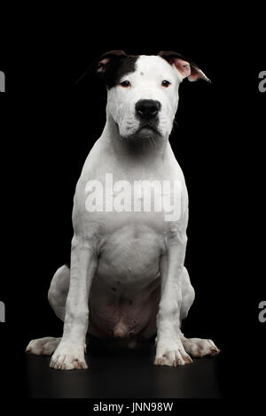 American Staffordshire Terrier Banque D'Images