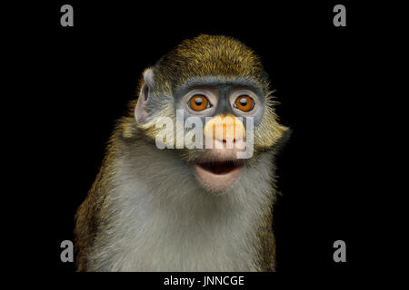Red-tailed Monkey Banque D'Images