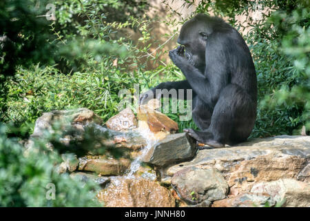 Jeune femelle gorille Kibibi boit de l'eau d'un ruisseau au National Zoo de Washington, DC. Les gorilles de plaine de l'ouest au National Zoo à Washingt Banque D'Images