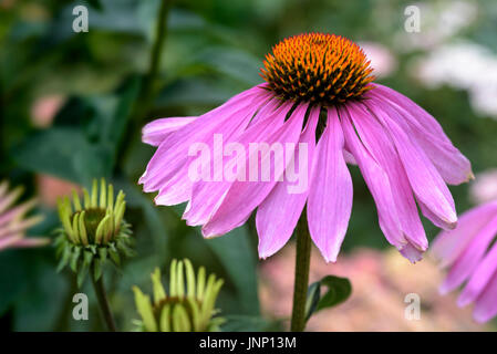 Echinacea purpurea Magnus, famille des astéracées. Banque D'Images