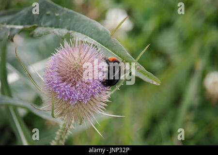 Cerf rouge bourdon sur un teasl. Banque D'Images