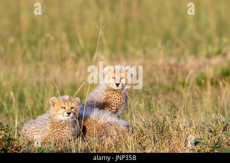 Les jeunes oursons cheetah se cacher dans l'herbe sur la savane Banque D'Images