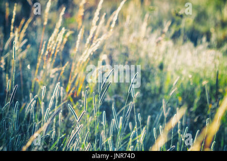 Prairie d'été, l'herbe champ dans la lumière du soleil chaud, de la nature, concept d'arrière-plan flou, tons pastel chaleureux. Banque D'Images