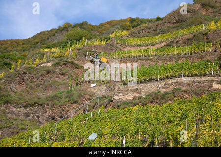 Vendanges avec monorack fer au vignoble escarpé Calmont, Bremm, Moselle, Rhénanie-Palatinat, Allemagne, Europe Banque D'Images