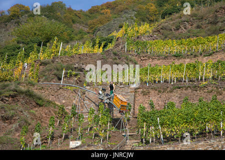 Vendanges avec monorack fer au vignoble escarpé Calmont, Bremm, Moselle, Rhénanie-Palatinat, Allemagne, Europe Banque D'Images