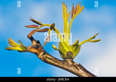 Jung germe d'une noyer commun (Juglans regia). Banque D'Images