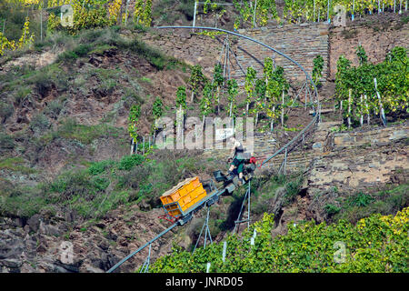 Vendanges avec monorack fer au vignoble escarpé Calmont, Bremm, Moselle, Rhénanie-Palatinat, Allemagne, Europe Banque D'Images