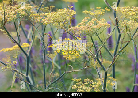 Foeniculum vulgare purpureum. Fenouil Bronze en fleur. UK Banque D'Images