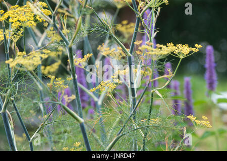 Foeniculum vulgare purpureum. Fenouil Bronze en fleur. UK Banque D'Images