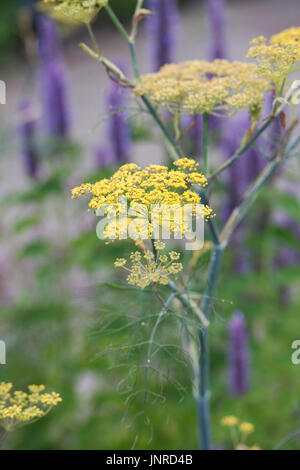 Foeniculum vulgare purpureum. Fenouil Bronze en fleur. UK Banque D'Images