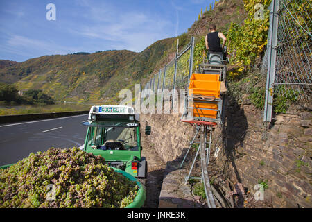 Vendanges avec monorack fer au vignoble escarpé Calmont, Bremm, Moselle, Rhénanie-Palatinat, Allemagne, Europe Banque D'Images