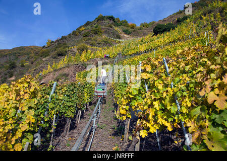 Vendanges avec monorack fer au vignoble escarpé Calmont, Bremm, Moselle, Rhénanie-Palatinat, Allemagne, Europe Banque D'Images