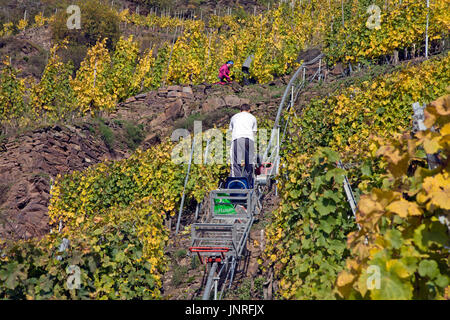 Vendanges avec monorack fer au vignoble escarpé Calmont, Bremm, Moselle, Rhénanie-Palatinat, Allemagne, Europe Banque D'Images