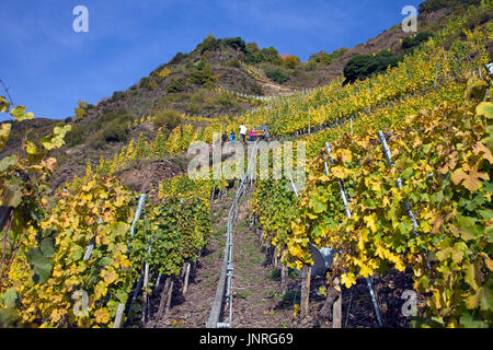 Vendanges avec monorack fer au vignoble escarpé Calmont, Bremm, Moselle, Rhénanie-Palatinat, Allemagne, Europe Banque D'Images