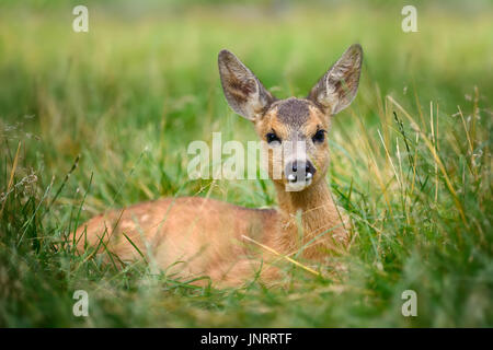 Bébé chevreuil sur l'été vert prairie Banque D'Images