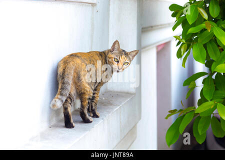 Le gingembre cat debout sur un rebord regardant par-dessus son épaule (Wat Atun, Temple de l'aube, Bangkok, Thaïlande) Banque D'Images