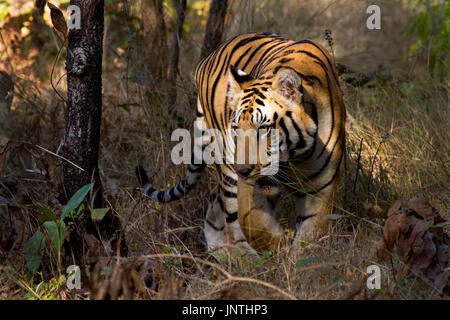 Tigre du Bengale Royal guette dans les buissons Banque D'Images