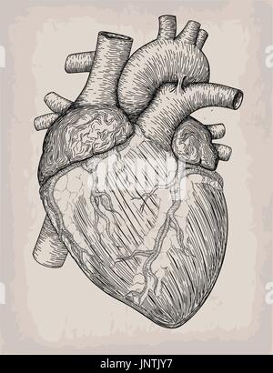 Coeur de l'homme faites à la main. Croquis anatomiques. La médecine, la gravure d'illustration vectorielle, l'élément. Haut tatouage anatomique détaillée des éléments de la base de l'art. Illustration de Vecteur