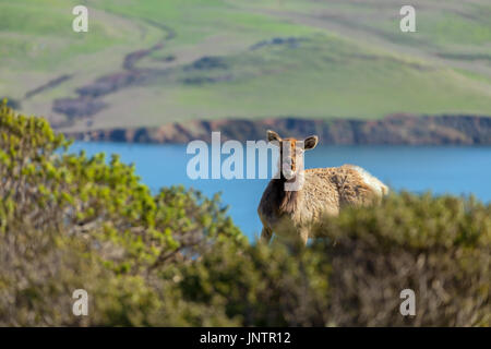 Une vache en tule Elk Point Reyes National Seashore, California, USA Banque D'Images